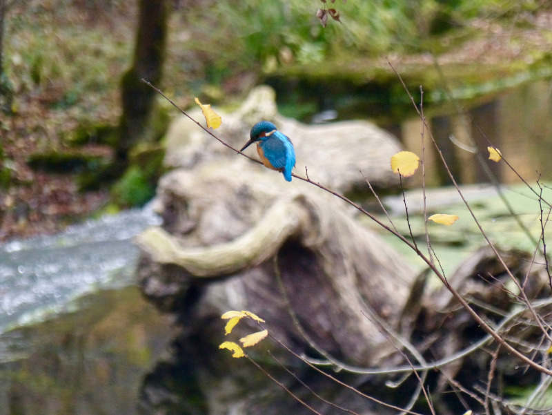 A kingfisher sat on a branch